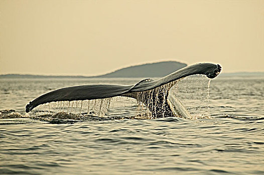 驼背鲸,大翅鲸属,鲸鱼,北方,半岛,纽芬兰,加拿大