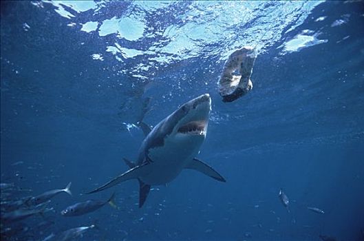 大白鲨,沙鲨属,游动,靠近,诱饵,岛屿,澳洲南部