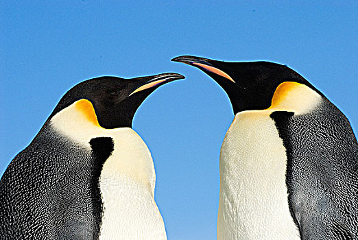 成年,企鹅,帝企鹅,求爱,雪丘岛,南极半岛