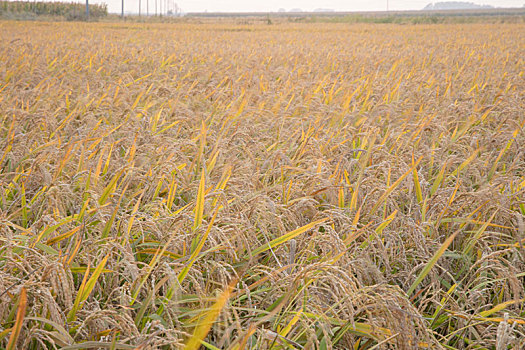 水稻种植基地
