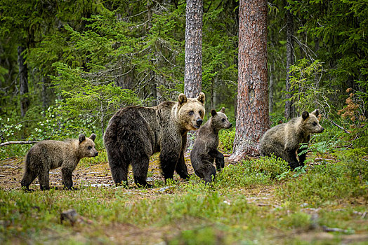 欧洲,棕熊,熊,树林,动物,三个,小动物,芬兰