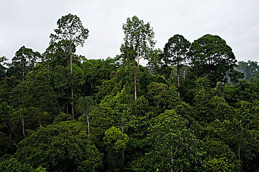低地,雨林,丹浓谷保护区,沙巴,婆罗洲,马来西亚