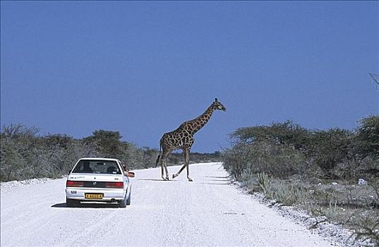 长颈鹿,走,途中,汽车,哺乳动物,埃托沙国家公园,纳米比亚,非洲,动物