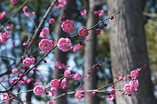 上海世纪公园梅花