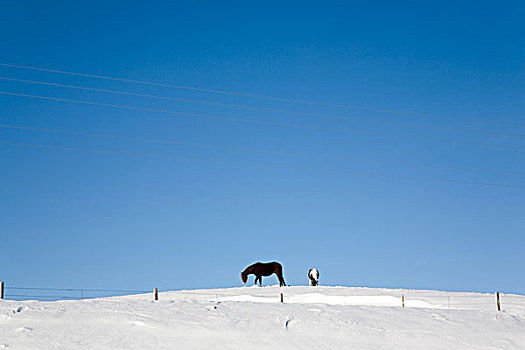 两个,马,上面,积雪,山,栅栏,电线
