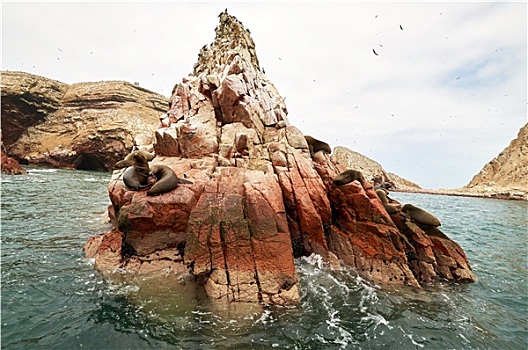 海狮,岩石,排列,帕拉加斯