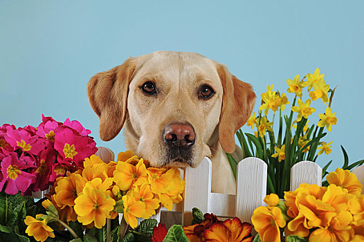 拉布拉多犬,黄色,雄性,看,上方,栅栏,春花,奥地利,欧洲