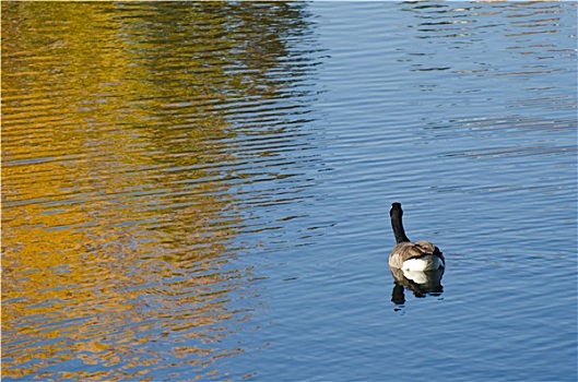 黑额黑雁,秋天,金色,水塘