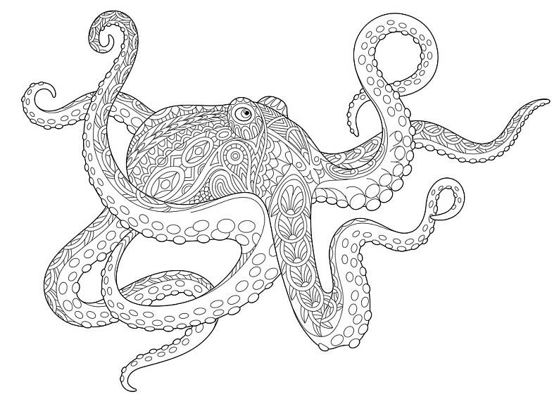 ai/eps标题:墨鱼标签:水下章鱼墨鱼鱿鱼素描成年压力上色画册书页涂写