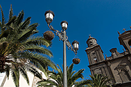 路灯柱,树,正面,大教堂,大卡纳利岛,加纳利群岛,西班牙