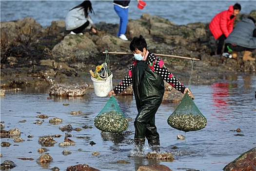 太公岛千人赶海,打牡蛎,捡海螺的海边生活太惬意