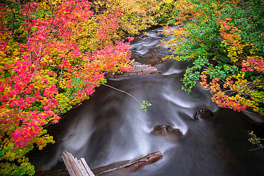 树,彩色,秋色,红色,橙叶,秋天,植被,河,溪流,长期,照片,俄勒冈,美国,北美