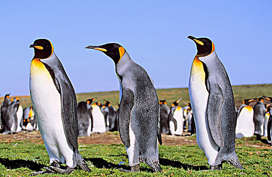 帝企鹅,群,靠近,生物群,自愿角,捕鱼,南极,福克兰群岛