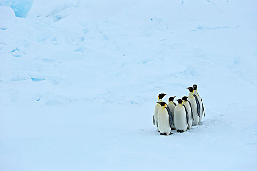 南极,威德尔海,靠近,雪丘岛,帝企鹅,浮冰