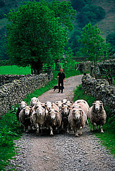 绵羊,向上,道路