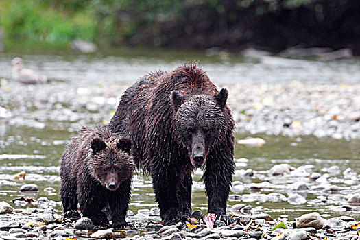 大灰熊,家庭,大熊雨林,不列颠哥伦比亚省,加拿大