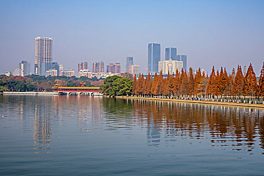 冬景,湖光冬色,水杉