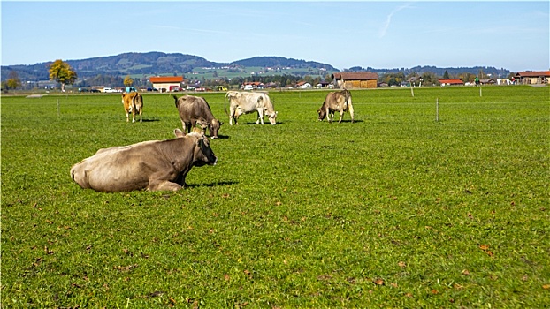 德国巴伐利亚施旺高镇小镇农家草地上放牧的牛