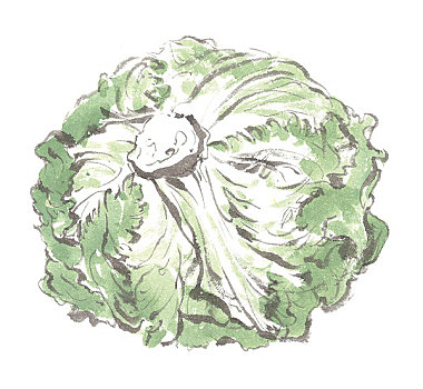 插画,蔬菜,白色,背景