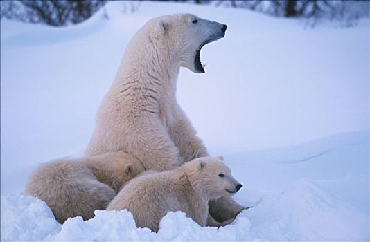 北极熊,母熊,幼兽,邱吉尔角,曼尼托巴,加拿大,冬季,肖像