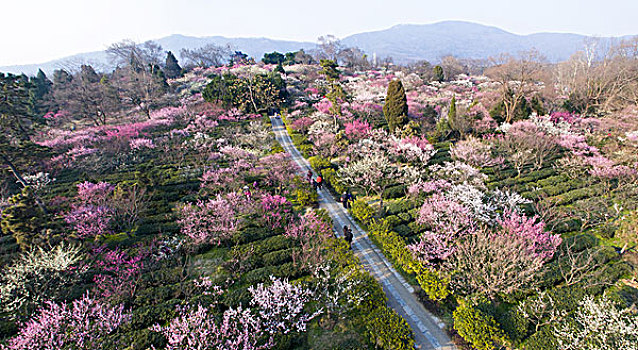 梅花山