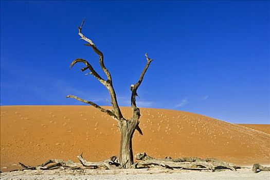 枯木,干燥,粘土,死亡谷,纳米布沙漠,纳米比亚,非洲