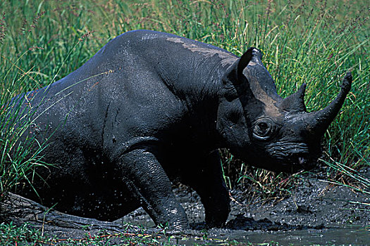 肯尼亚,马塞马拉野生动物保护区,黑犀牛,洞,热,白天,热带草原