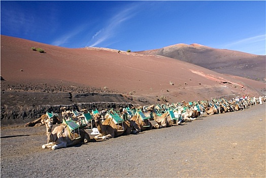 骆驼,兰索罗特岛,帝曼法雅,火山,加纳利群岛