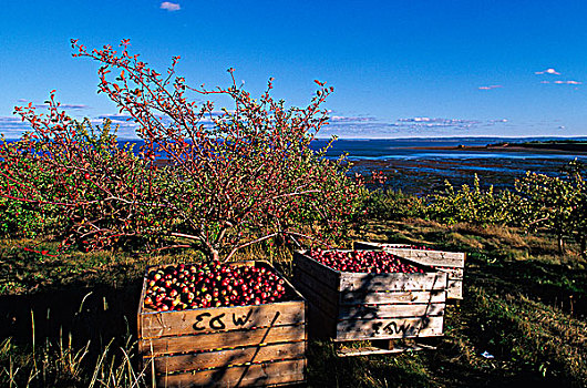 收获,苹果,安那波利斯谷地,新斯科舍省,加拿大