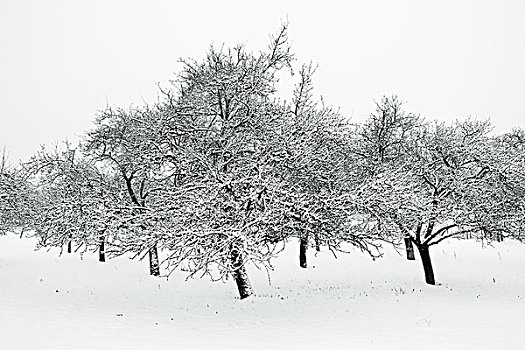 果园,雪中