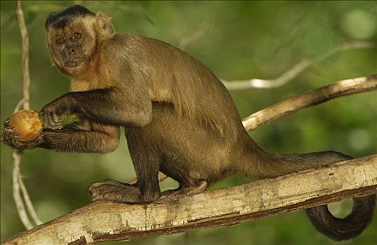 褐色,棕色卷尾猴,树上,手指,室内,缝隙,坚果,栖息地,巴西,南美