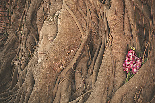 头部,佛像,缠结,根部,树,玛哈泰寺,泰国