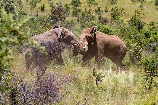 非洲象,两个,争斗,雄性动物,大象,国家公园,禁猎区,南非,非洲
