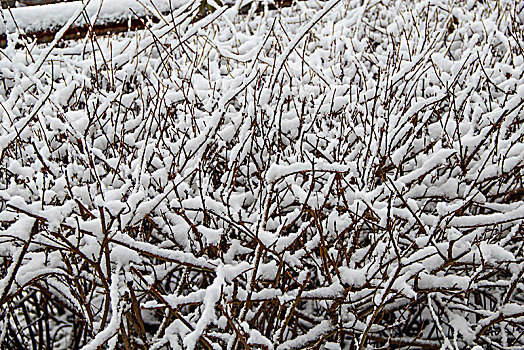 雪天树枝