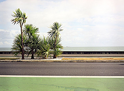 棕榈树,交通,岛屿