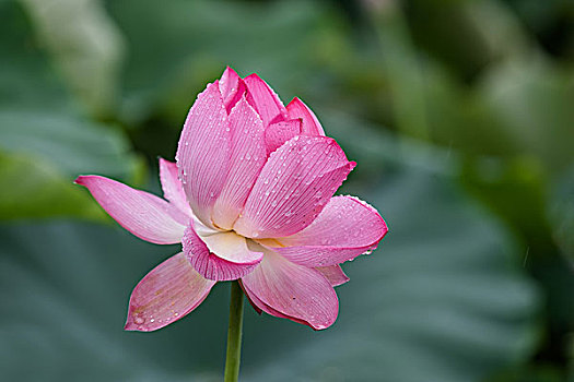 夏雨荷