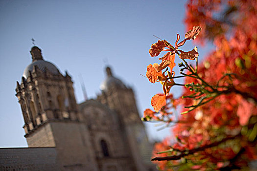 墨西哥,瓦哈卡,朝日,树,靠近,大教堂,佐卡罗
