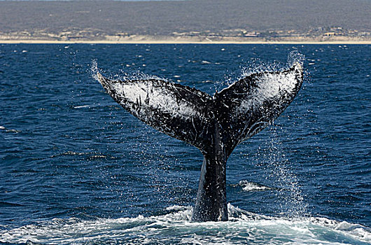 驼背,鲸,成年,行为,尾部,水,表面,下加利福尼亚州,墨西哥,北美
