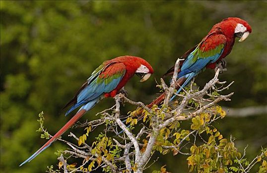 红绿金刚鹦鹉,绿翅金刚鹦鹉,栖息,栖息地,南马托格罗索州,巴西,南美