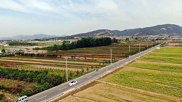 山东省日照市,五月的田野色彩斑斓,到处是丰收在望的景象