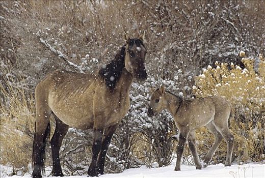 马,母马,诞生,小马,冬天,蒙大拿