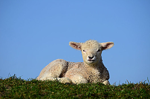 家羊,绵羊,坐,堤岸,石荷州,德国,欧洲