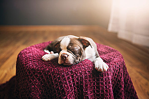 波士顿犬,小狗,躺着,紫色,毯子,闭眼,睡觉