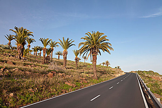 道路,棕榈树,小树林,靠近,加纳利群岛,西班牙,欧洲