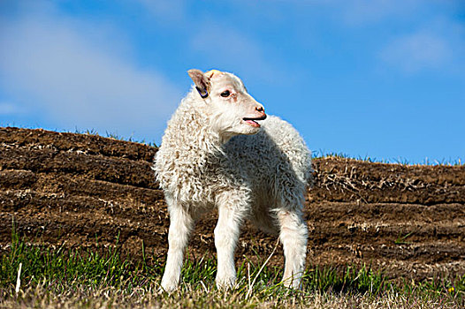 羊羔,农场,位于,冰岛高地,冰岛,欧洲