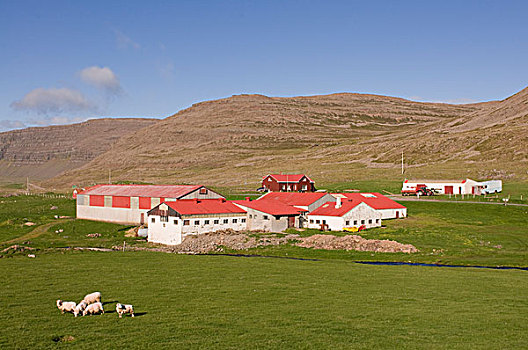 绵羊,放牧,草场,冰岛