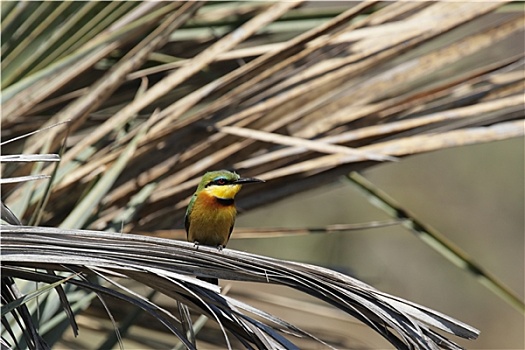 小食蜂鸟,奥卡万戈三角洲,博茨瓦纳