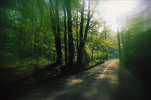 土路,树林,大烟山国家公园,田纳西,美国