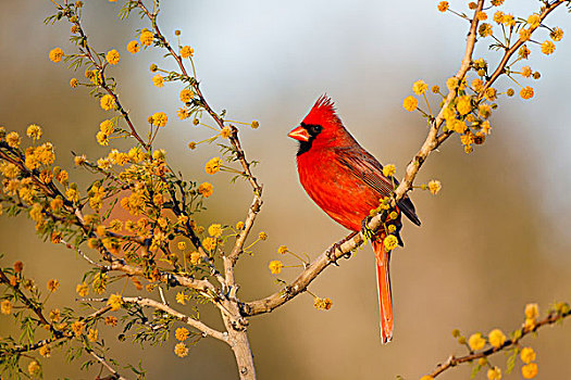 主红雀,雄性,栖息,盛开,树