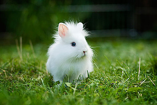白色,兔子,年轻,草地